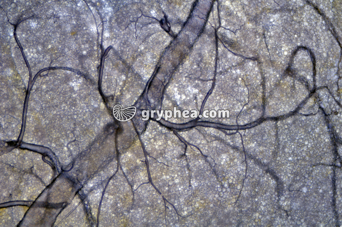 Trachées d'insecte x25 - gryphea.org